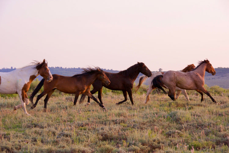 Healing Retreats in Ojai